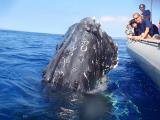 maui adventure cruises